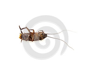 Dead cockroach isolated on a white background