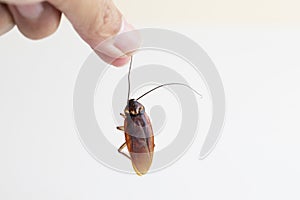 Dead cockroach isolated on white background