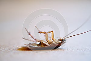 Dead cockroach lay on floor closeup photo