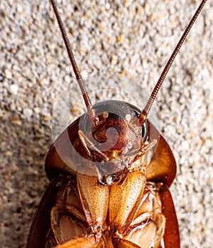 Dead cockroach and it long antennae