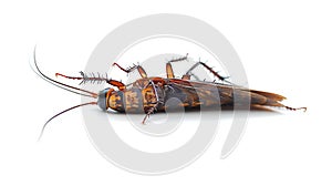 Dead cockroach lying on its back on white background. Pest insect. Perfect for pest control service ads, hygiene