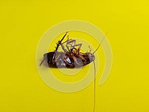 A dead cockroach lying upside down with yellow background