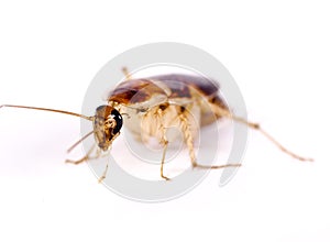 A dead cockroach, pest, vermin head shot