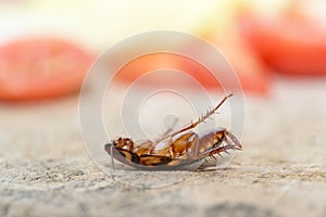 Dead cockroach, The problem in the house because of cockroaches living in the kitchen