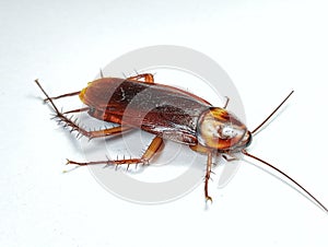 Dead Cockroach Roach isolated with white background