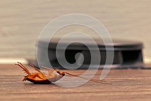 Dead cockroach and roach trap.