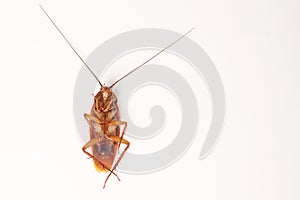 Dead cockroach