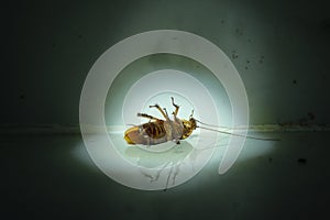 Dead cockroach under spotlight in the dark