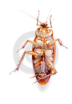 Dead cockroach vertical isolated on white .Stock photo