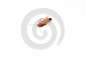 Dead cockroach on white background