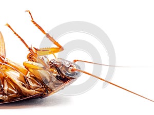 Dead cockroach on white background