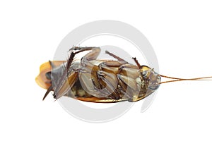 A dead cockroach on white background