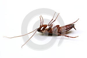 Dead cockroach on white background