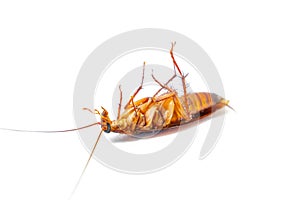 Dead cockroach on white background, Concept the problem in the house because of cockroaches living in the kitchen and pest control