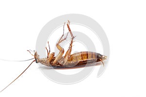 Dead cockroach on white background, Concept the problem in the house because of cockroaches living in the kitchen and pest control