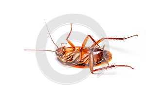 Dead cockroach  white background