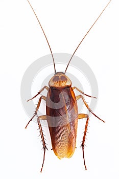Dead cockroach on white background