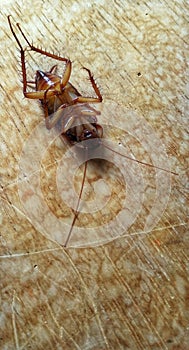 Dead cockroach on a wooden board photo