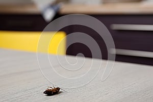 Dead cockroach on wooden table, space for text. Pest control