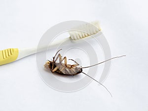 Dead cockroaches along the toothbrush on white, cockroaches are carriers of the disease