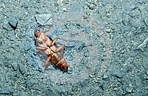 Dead cockroaches on the cement floor