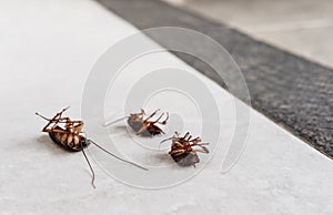 Dead cockroaches on the floor with copy space, killed cause of bacteria and disease in the house photo