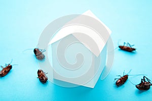 Dead cockroaches and paper house on blue. Insect companies concept prevents house-threatening insects. Pest control