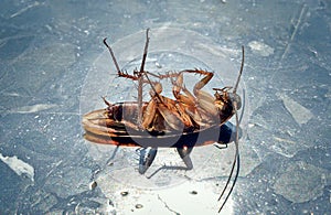 Dead cockroaches in the sun on the marble floor