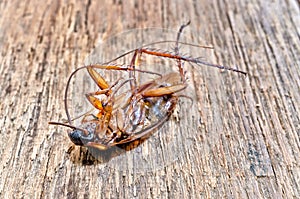 Dead cockroaches on the wooden floor, Healthcare concept