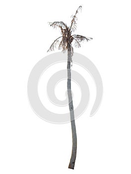 Dead coconut tree