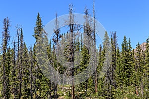 Dead Conifer Trees Killed by Bark Beetle photo