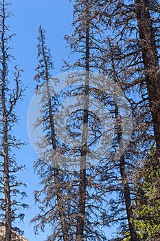 Dead Conifer Trees Killed by Bark Beetle photo