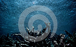 Dead coral in Los Roques, Venezuela