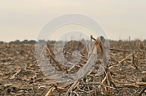 Dead corn photo