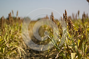 Dead Corn Field