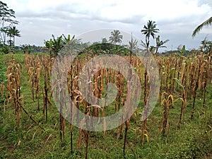 Dead Corn Plant