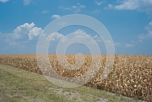 Dead cornfield due to drought