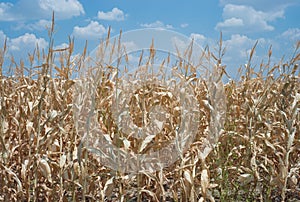 Dead cornfield due to drought