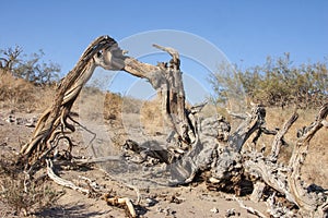 Dead cottonwood tree in sand near sand dunes in Death Valley Cal