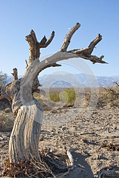 Dead cottonwood tree in sand near sand dunes in Death Valley Cal