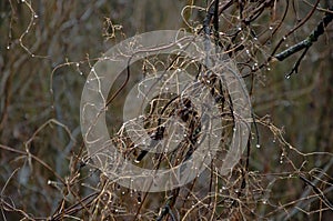 Dead covert and branches twined with dead vines.