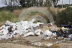 Dead cow in garbage dump