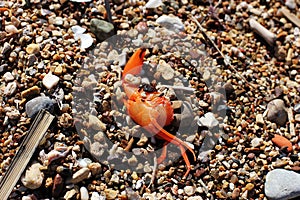 Dead crab on the beach