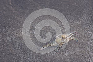 Dead crab by the sea