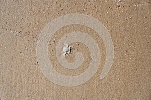 Dead crab washed up in the sand