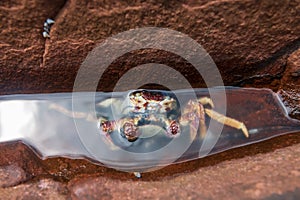 Dead crab in water over pink arkosic sandstone, Chanthaburi