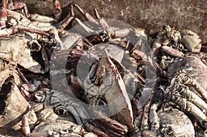 Dead crabs in a pile on the pier