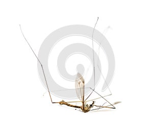 Dead Crane fly lying on its back, Tipula, isolate