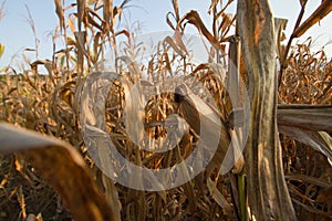 Dead crop impact of drought on summer