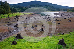 Dead Cut Stumps in Riverbed